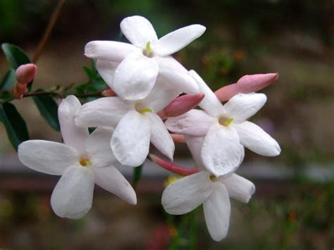 Significado de la flor Jazmín